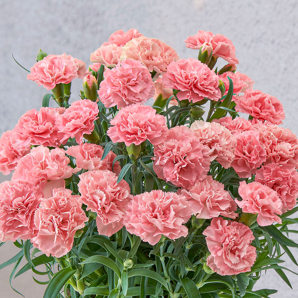 母の日 カーネーション「ノウル」