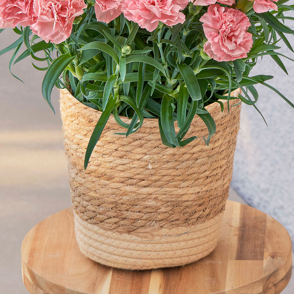 母の日 カーネーション「ノウル」