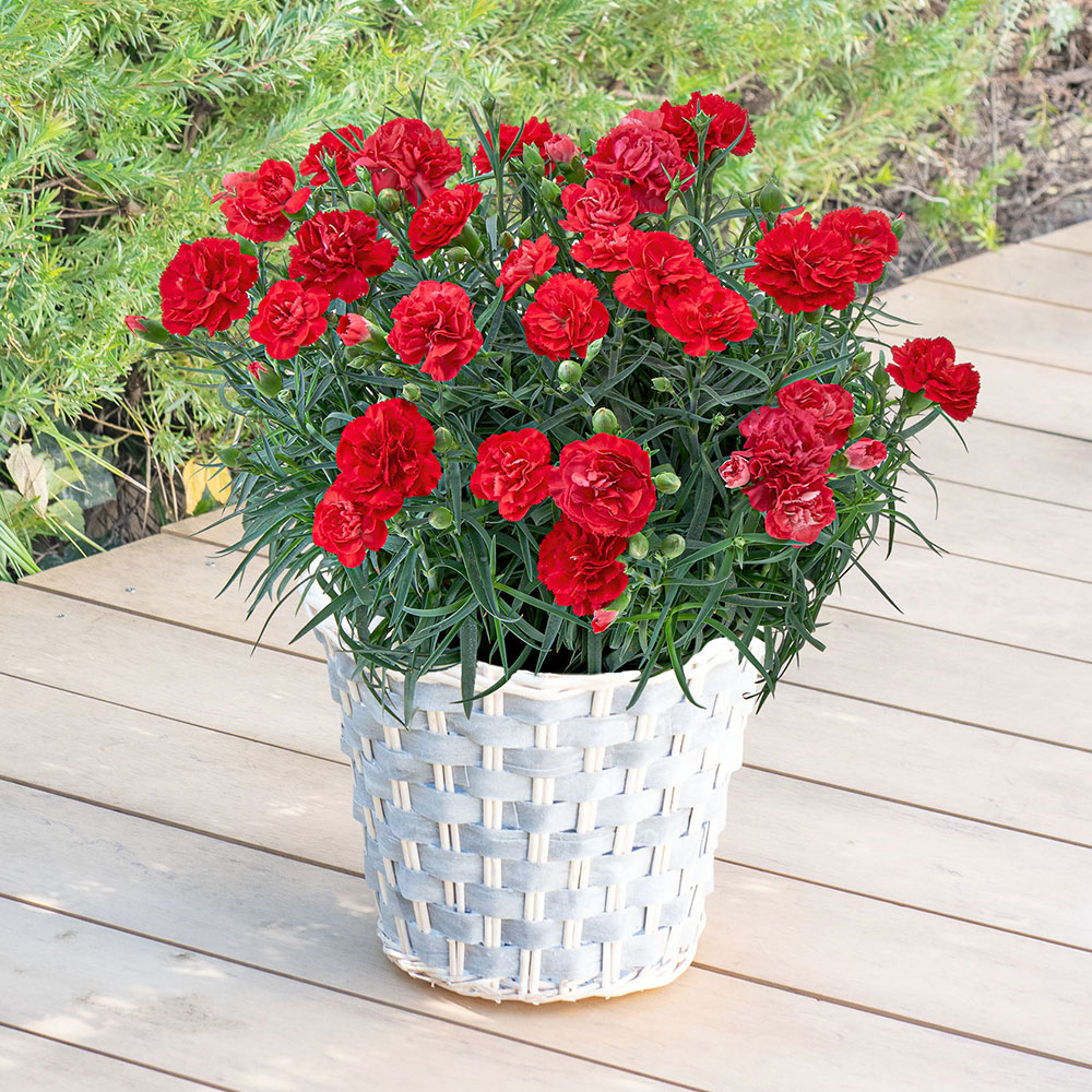 母の日 カーネーション（レッド系）7号