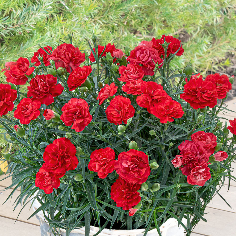 母の日 カーネーション（レッド系）7号