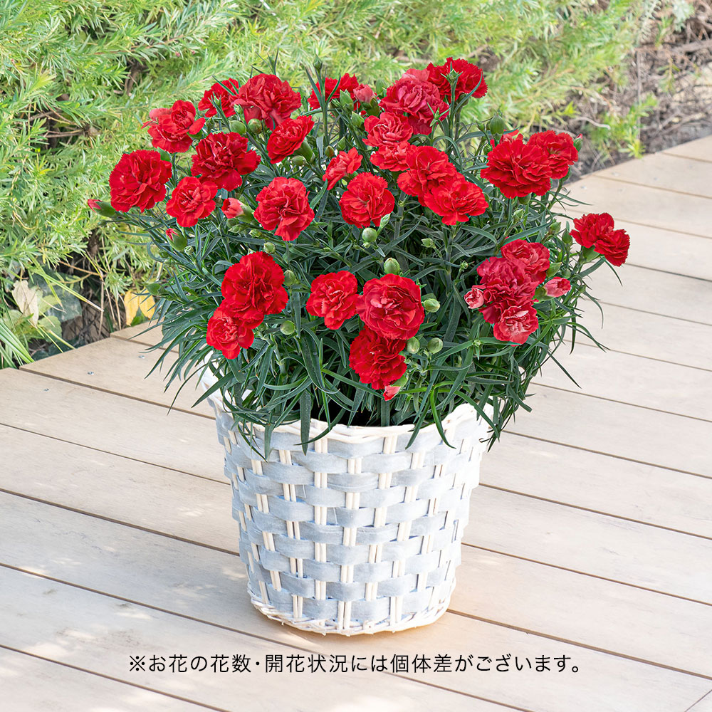 【母の日まだ間に合う！】 カーネーション（レッド系）7号
