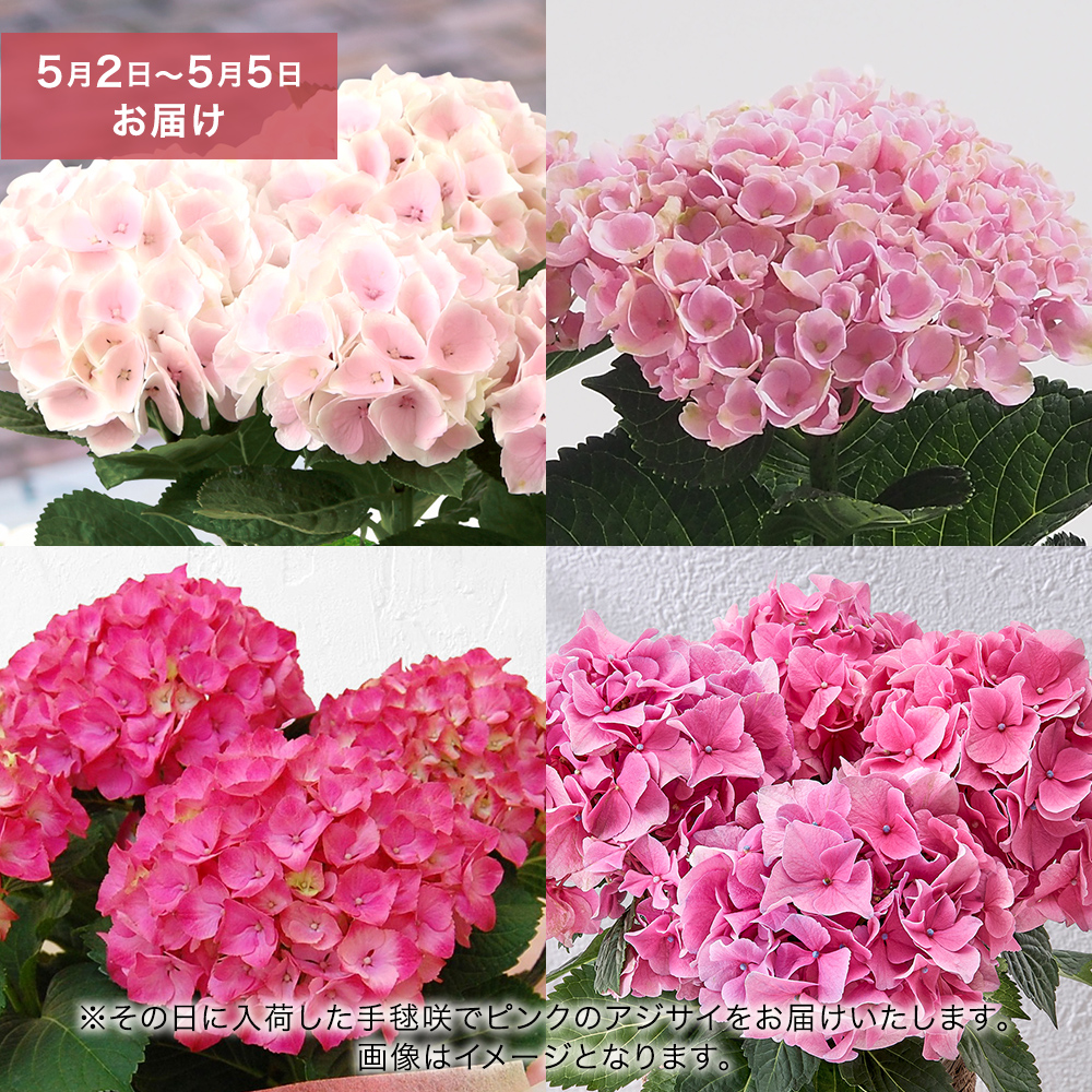 母の日 【5/2-5/5 お届け限定】アジサイ　おまかせピンク系5号