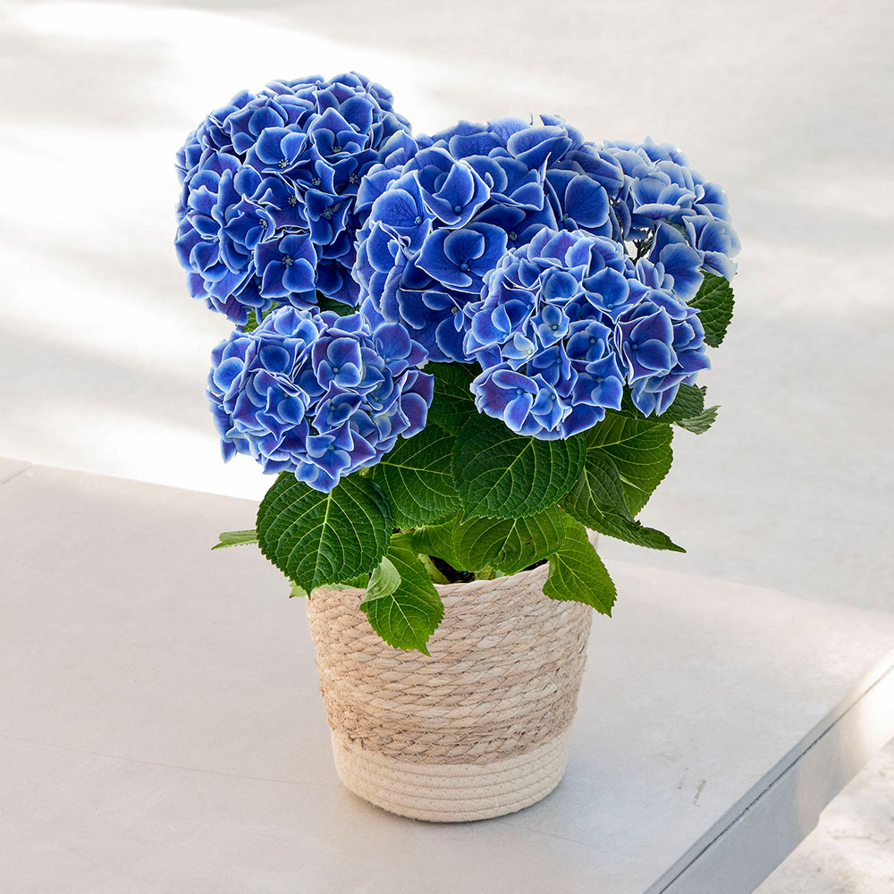 母の日 アジサイ「ホットチボリ」