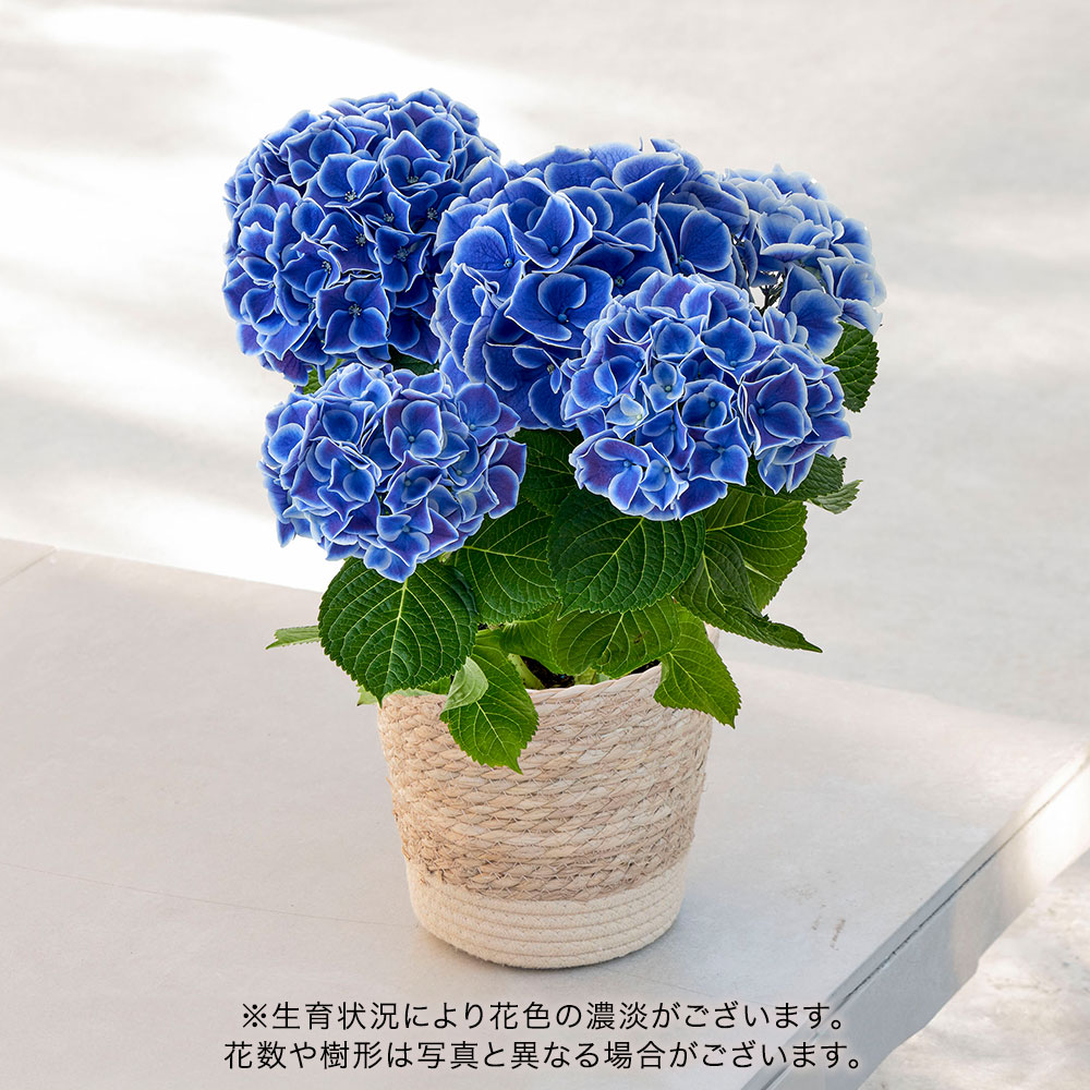 母の日 アジサイ「ホットチボリ」