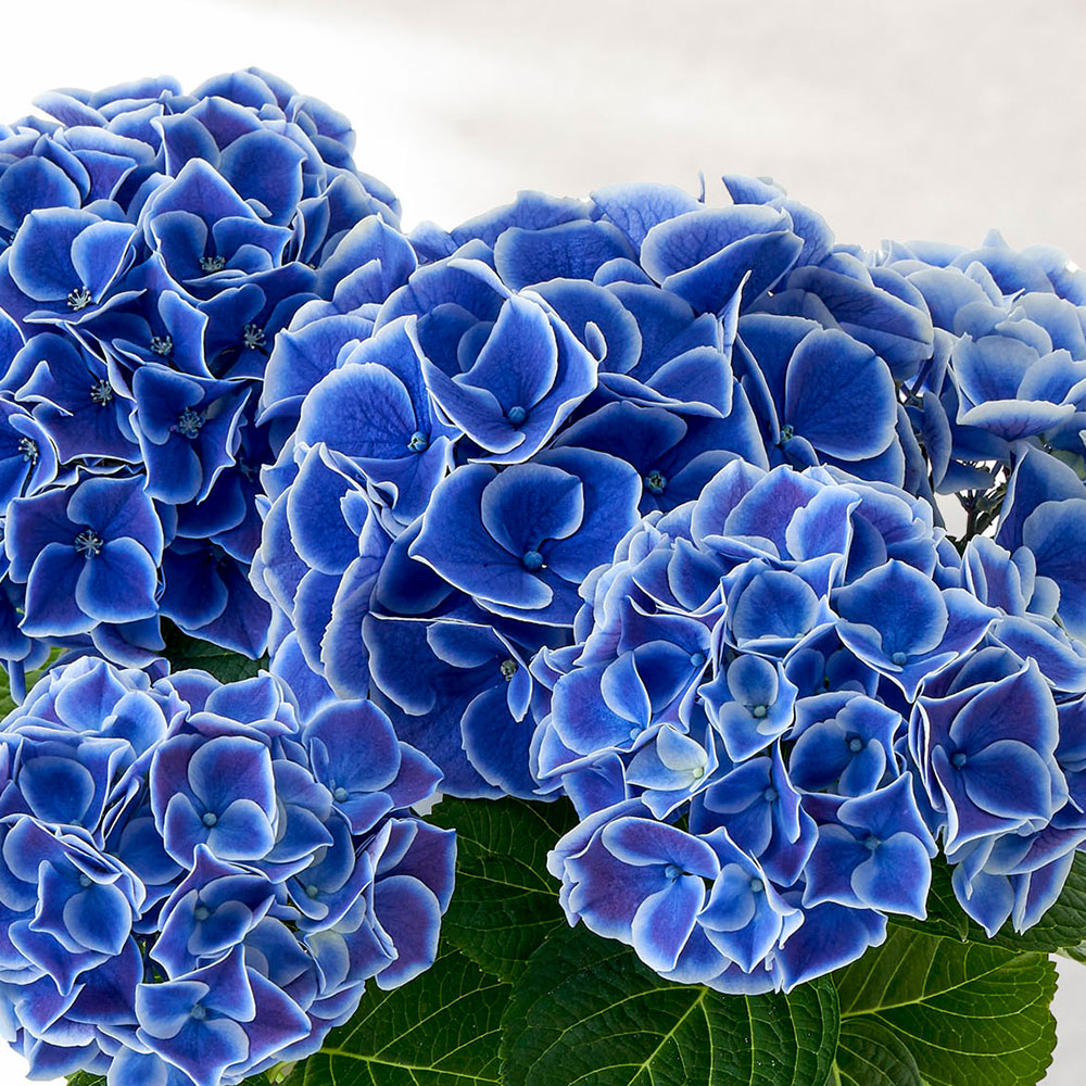 母の日 アジサイ「ホットチボリ」