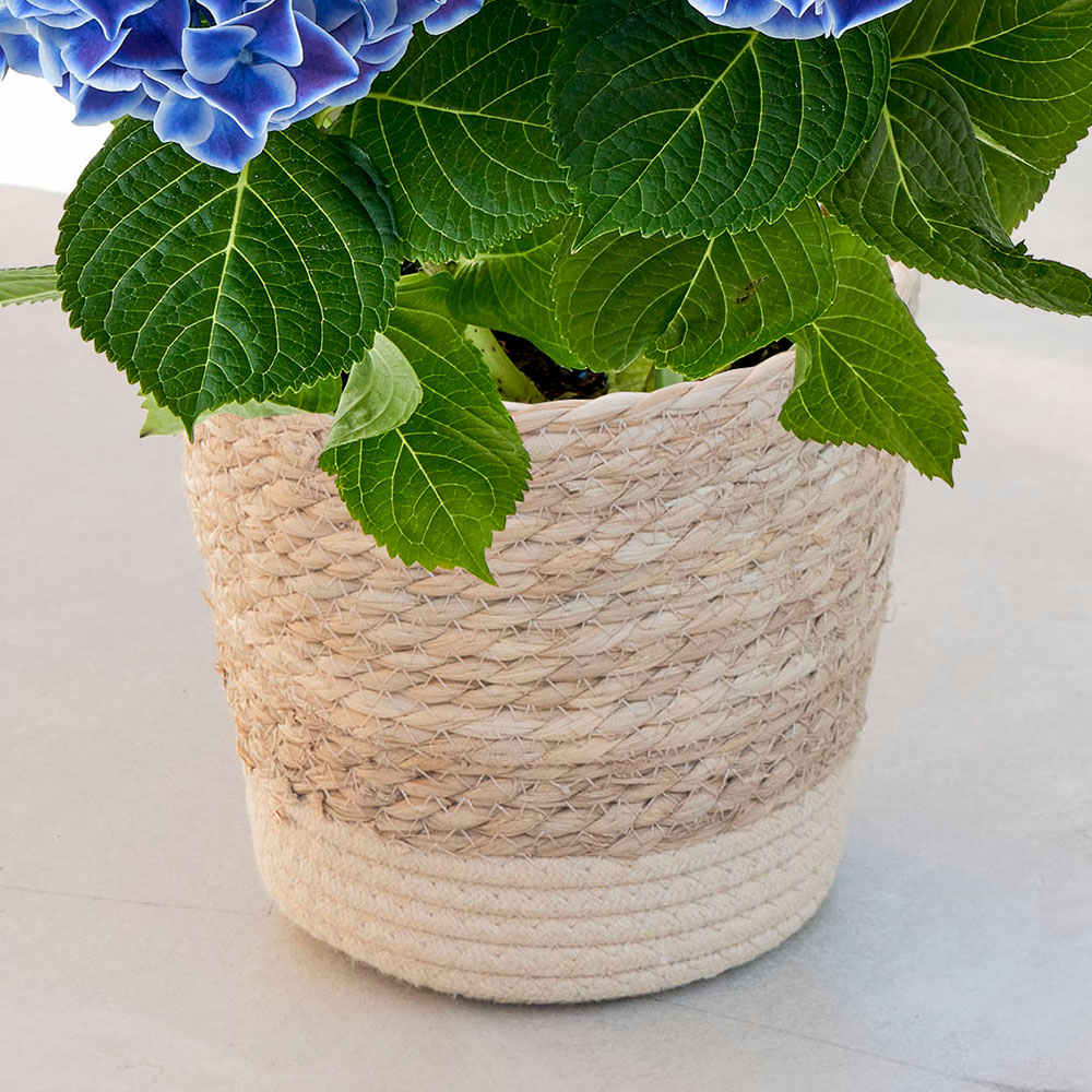 母の日 アジサイ「ホットチボリ」