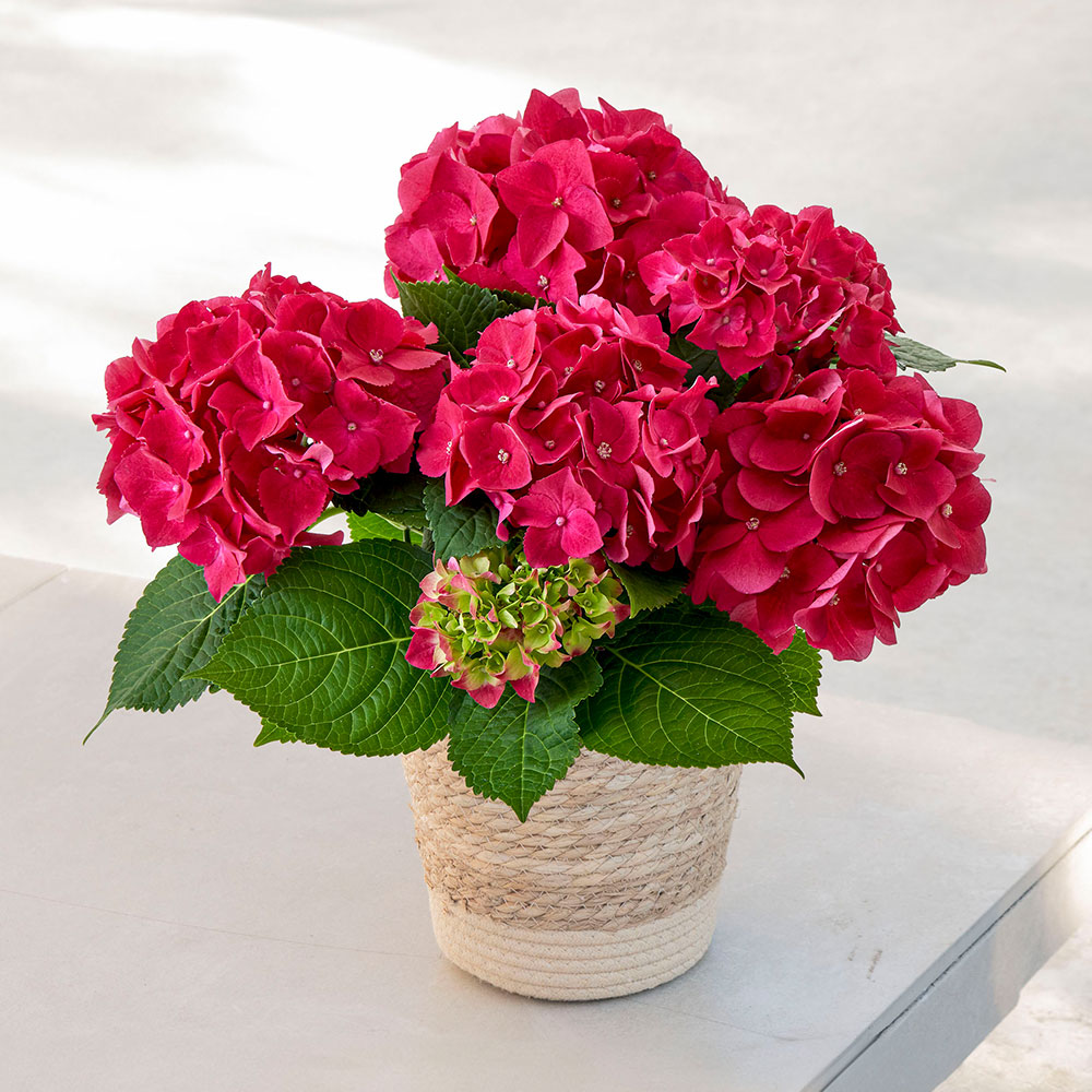 母の日 アジサイ「ホットレッド」