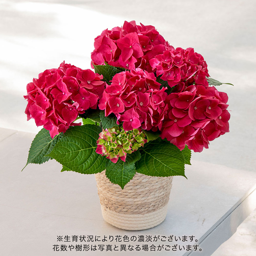 母の日 アジサイ「ホットレッド」