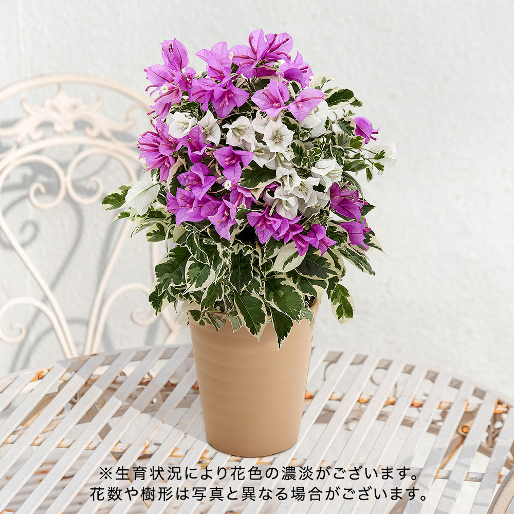 母の日 ブーゲンビリア「ブルーハワイ」