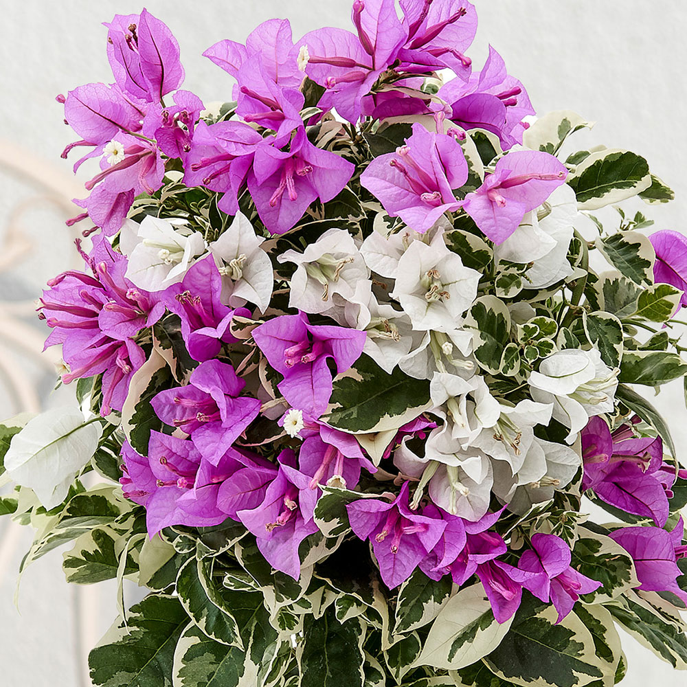 母の日 ブーゲンビリア「ブルーハワイ」