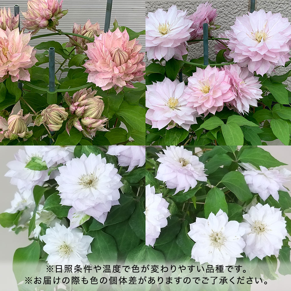 母の日 クレマチス「春姫」