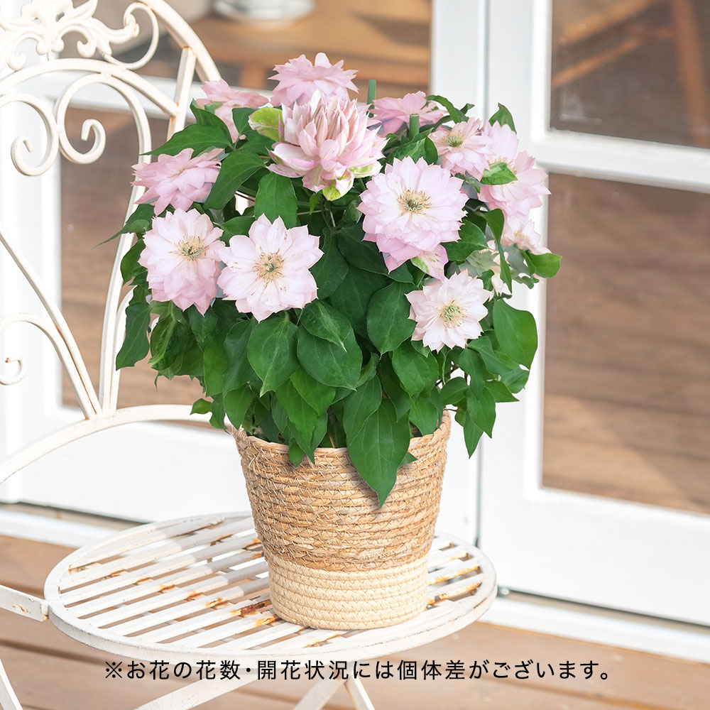 母の日 クレマチス「春姫」