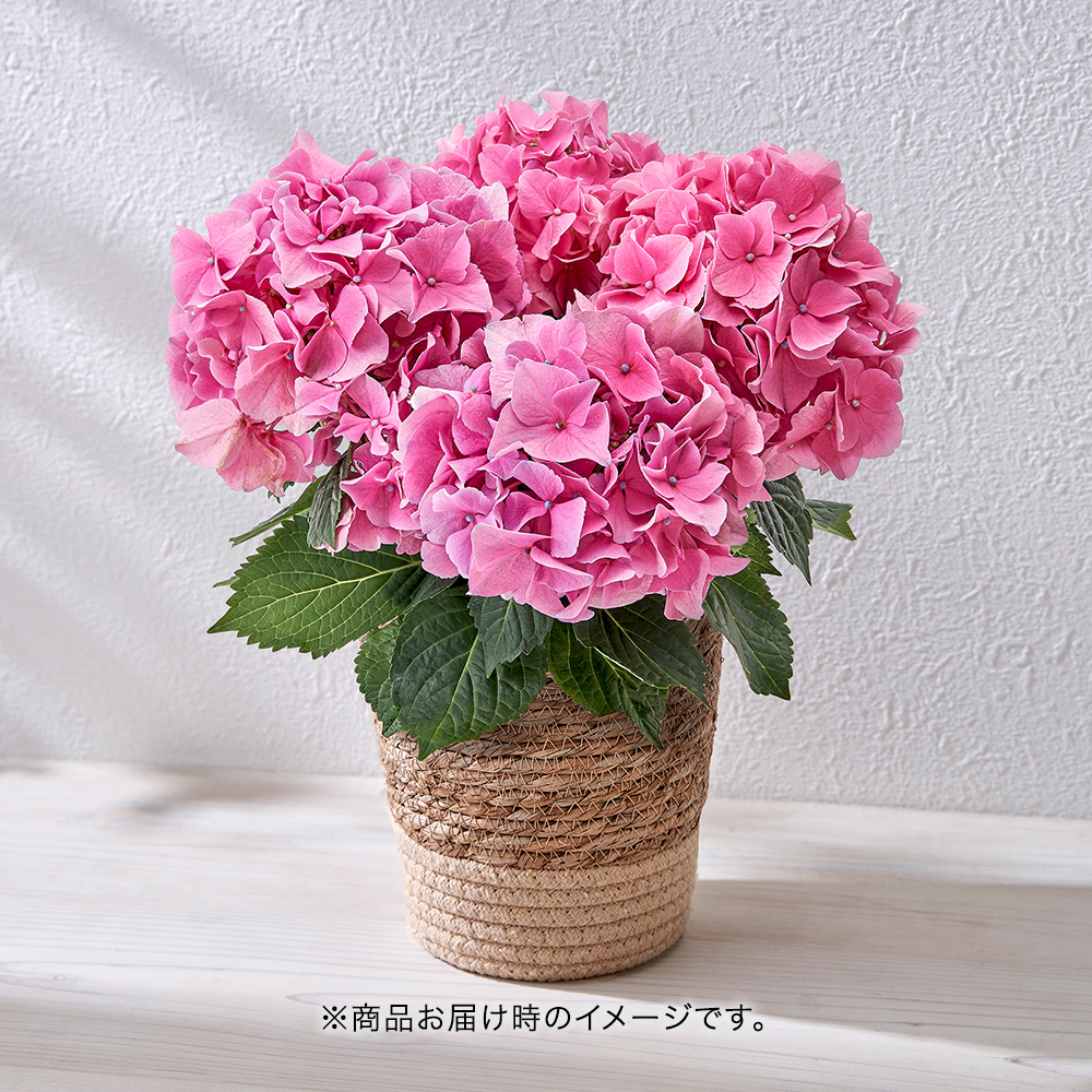 【母の日まだ間に合う！】 アジサイ おまかせピンク系5号
