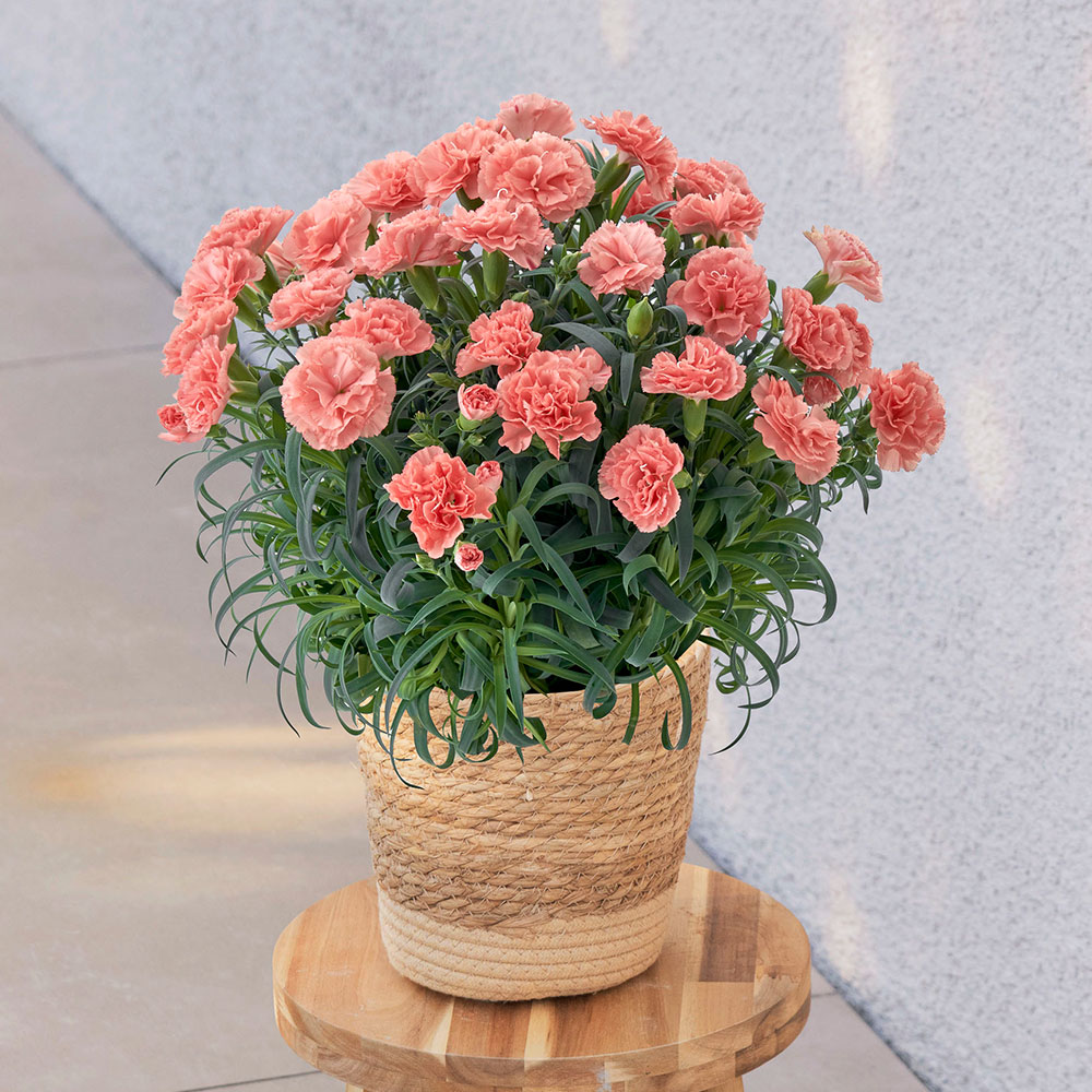 母の日 カーネーション「メープルシフォン」