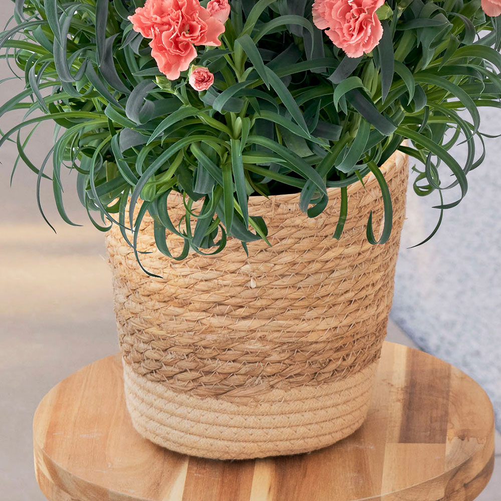 母の日 カーネーション「メープルシフォン」