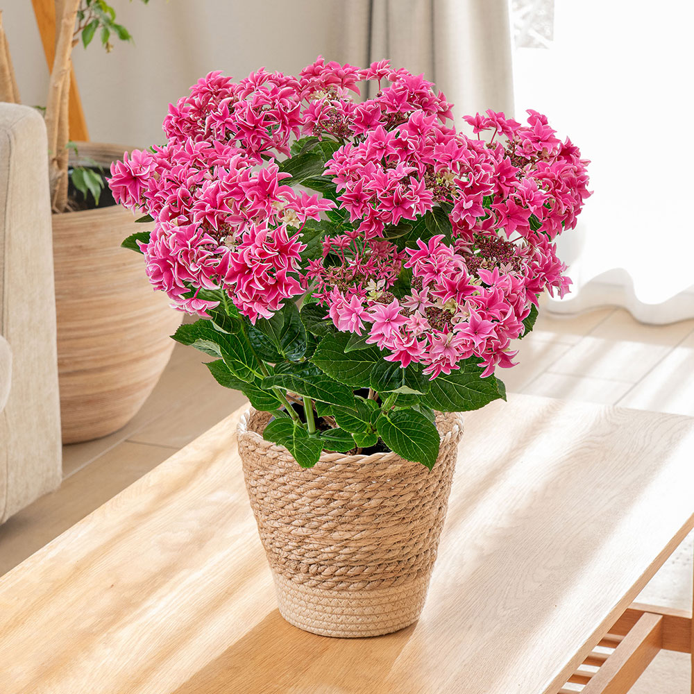 母の日 アジサイ「月虹（げっこう）ピンク」