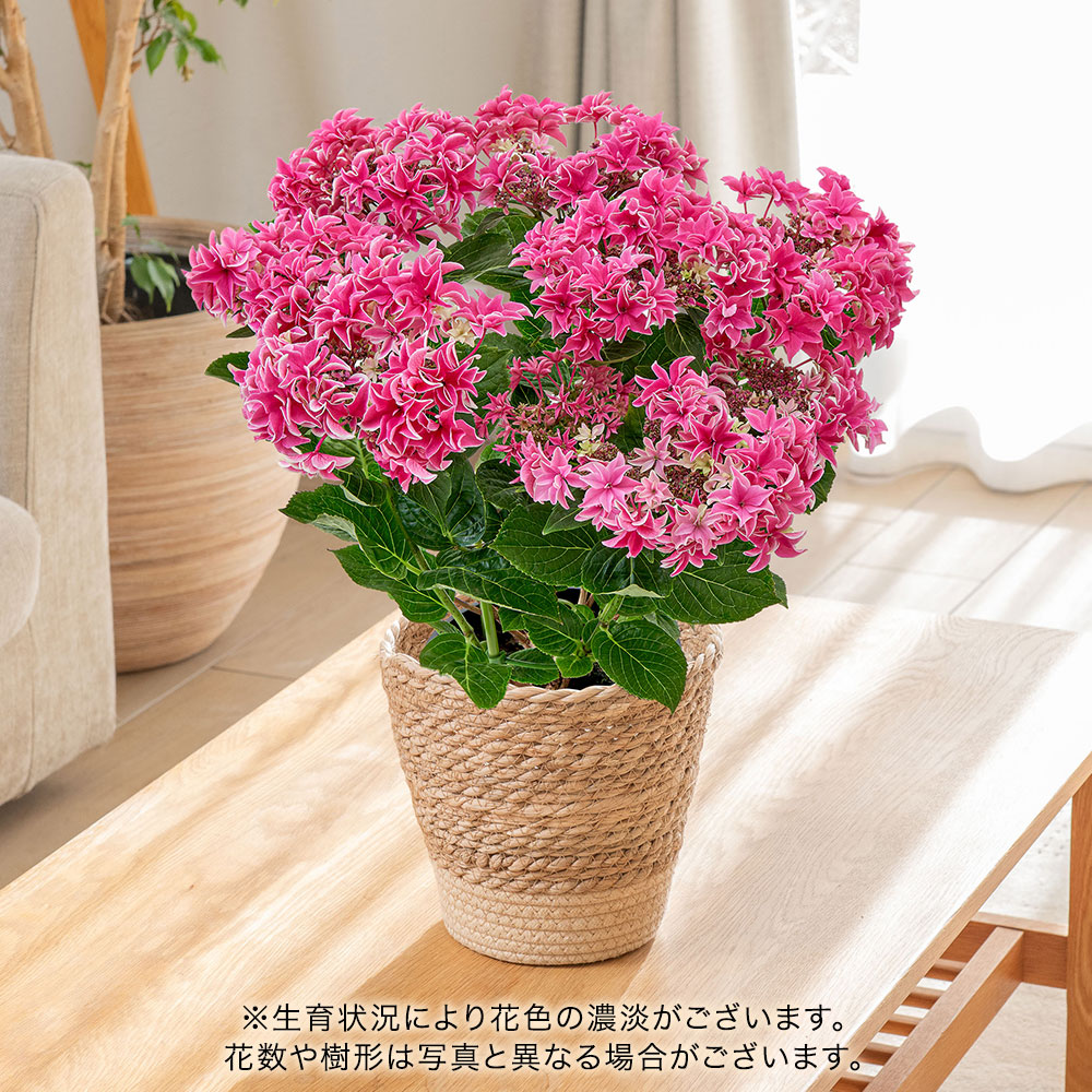 母の日 アジサイ「月虹（げっこう）ピンク」