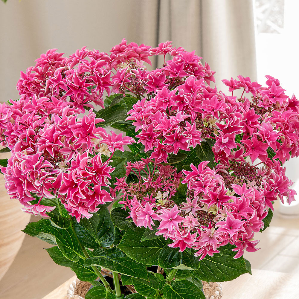 母の日 アジサイ「月虹（げっこう）ピンク」