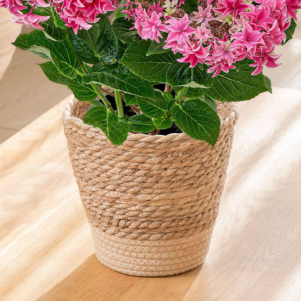 母の日 アジサイ「月虹（げっこう）ピンク」