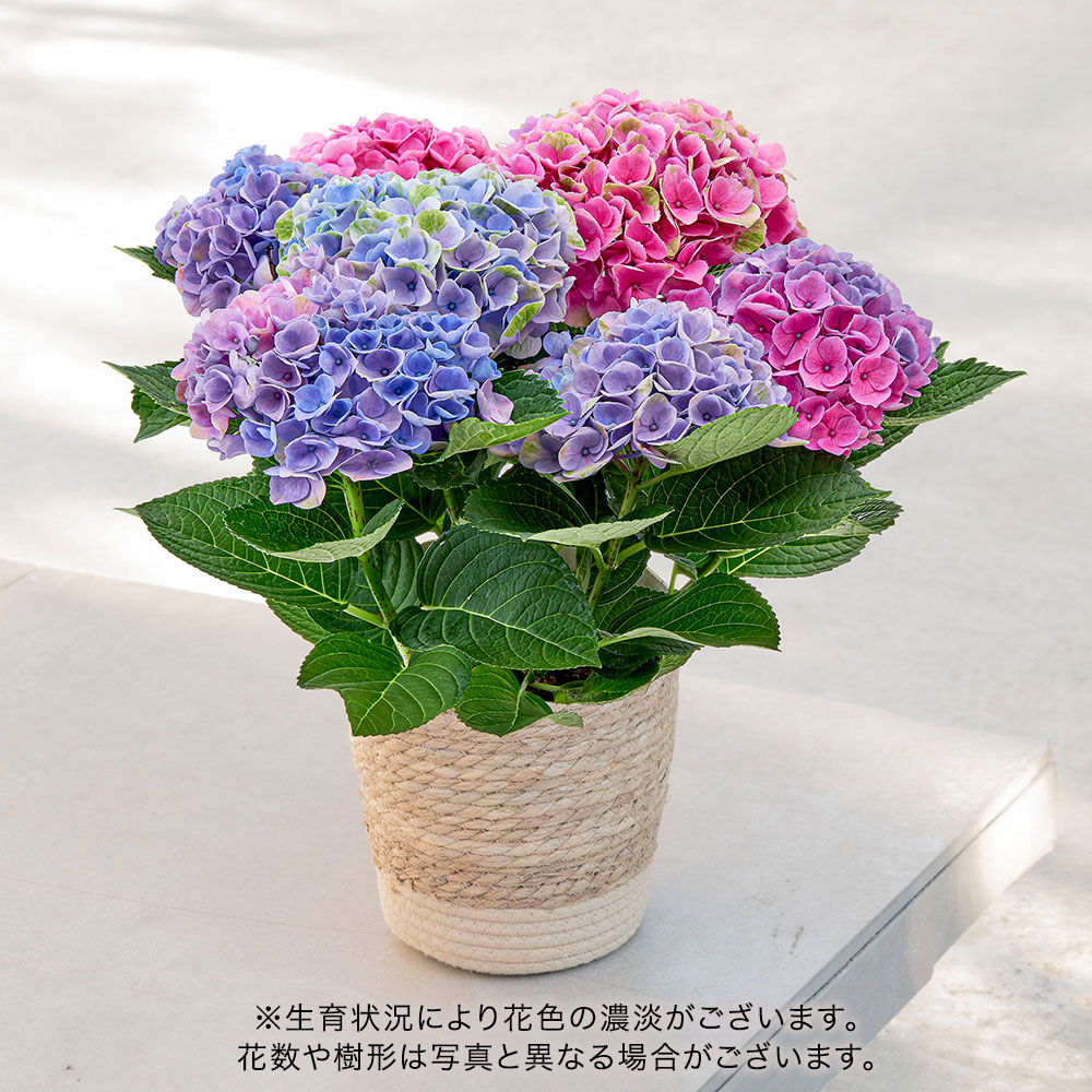 母の日 アジサイ「マジカルエボリューションオーロラ」