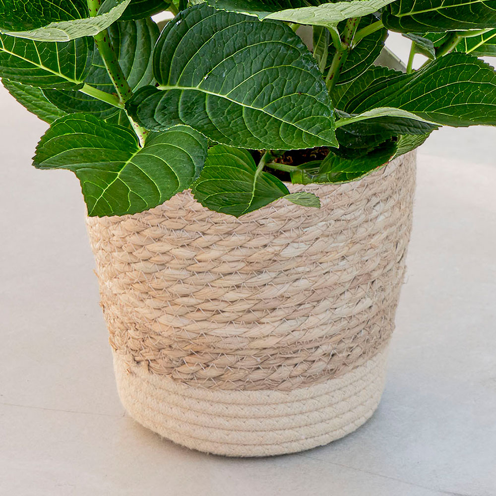 母の日 アジサイ「マジカルエボリューションオーロラ」