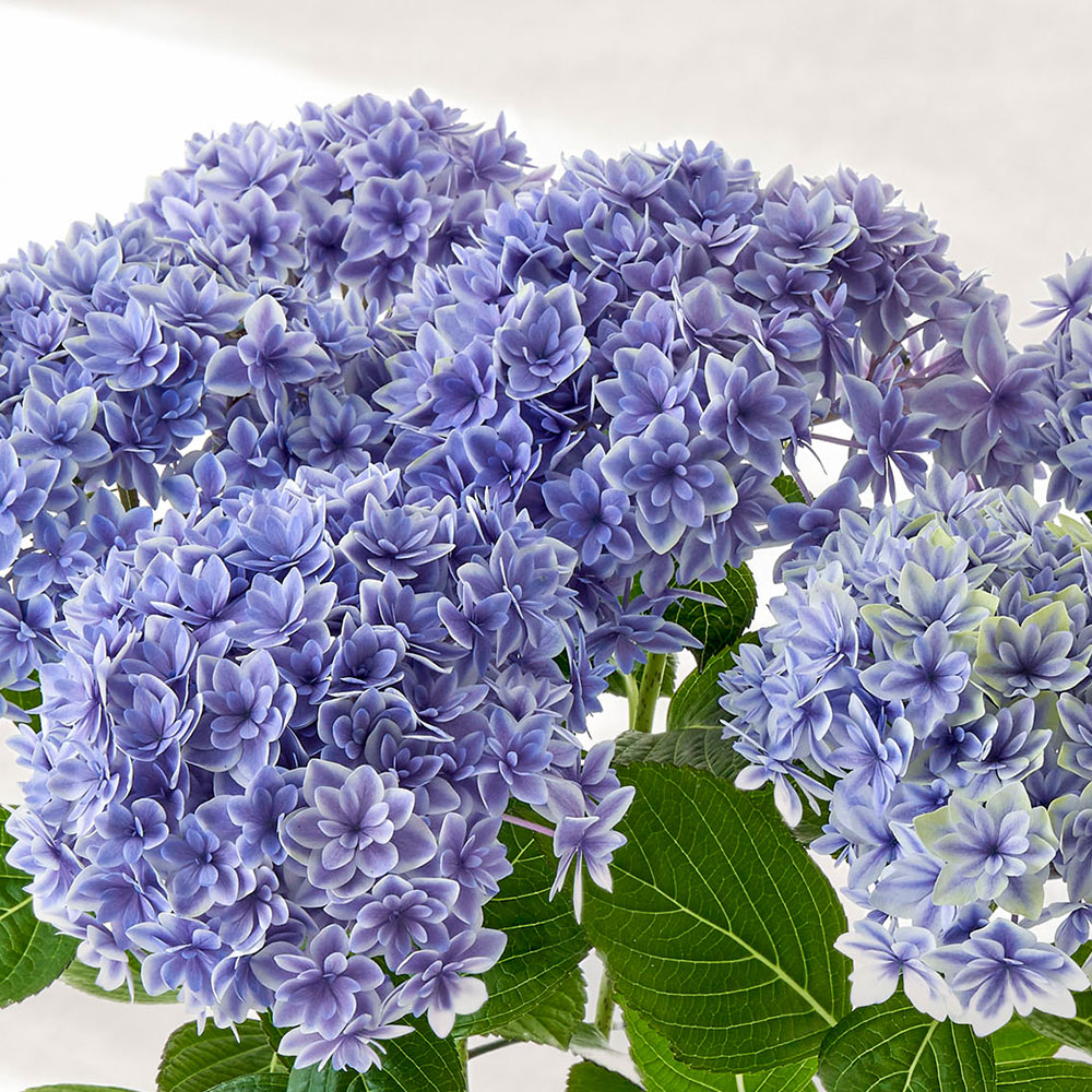 母の日 アジサイ「花音（カノン）」