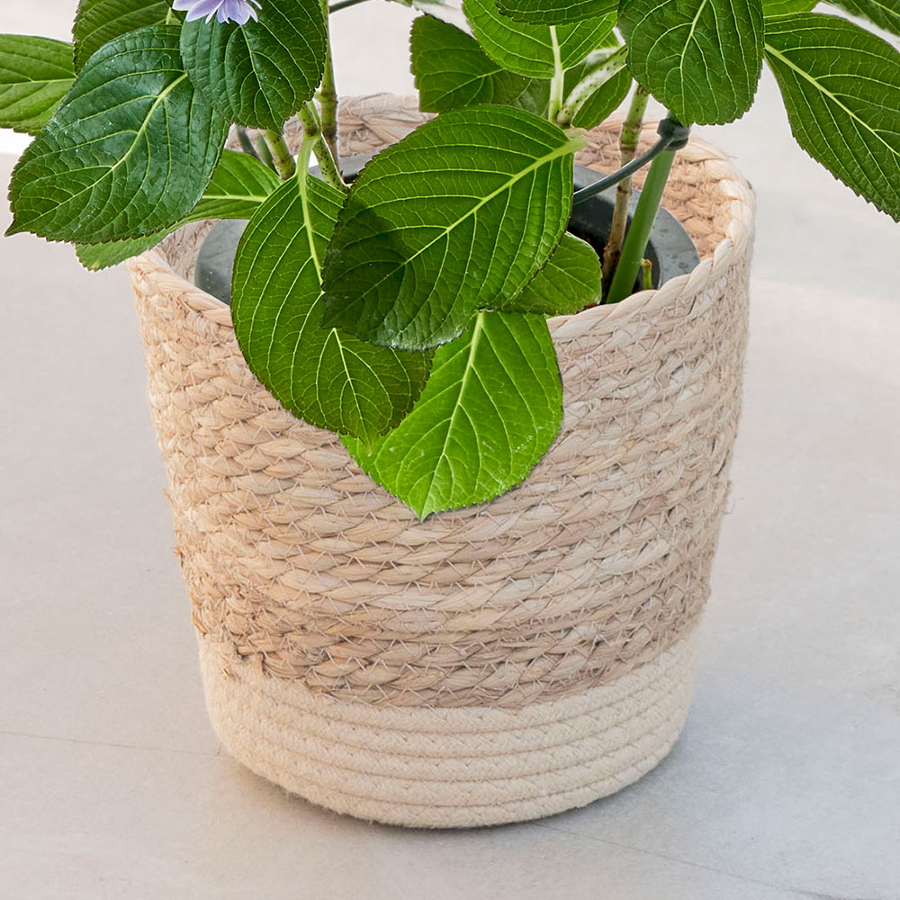 母の日 アジサイ「花音（カノン）」