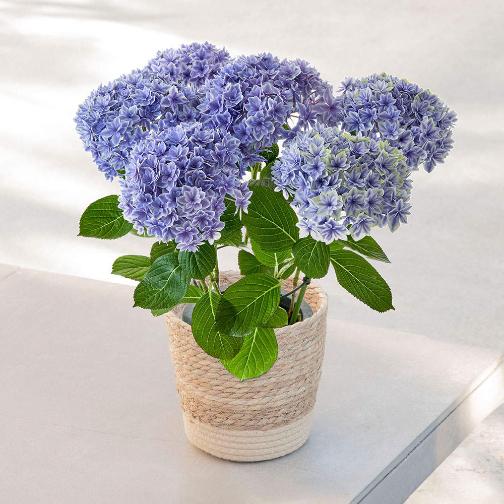 【母の日まだ間に合う！】アジサイ「花音（カノン）」