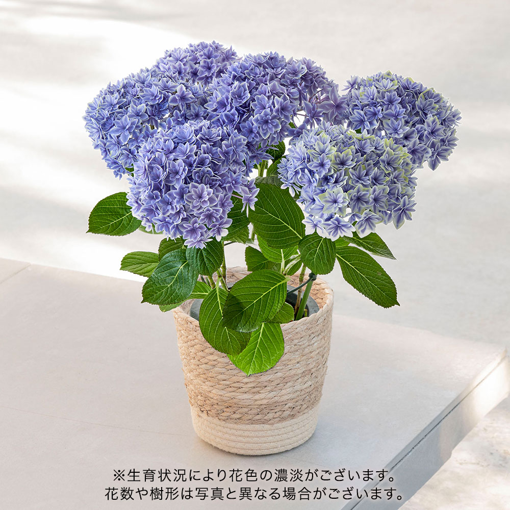 【母の日まだ間に合う！】アジサイ「花音（カノン）」
