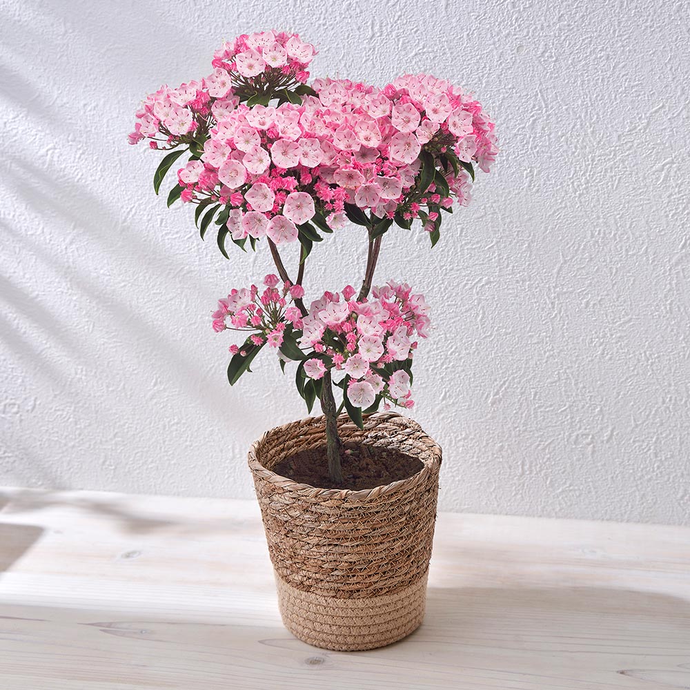 母の日 カルミア5号