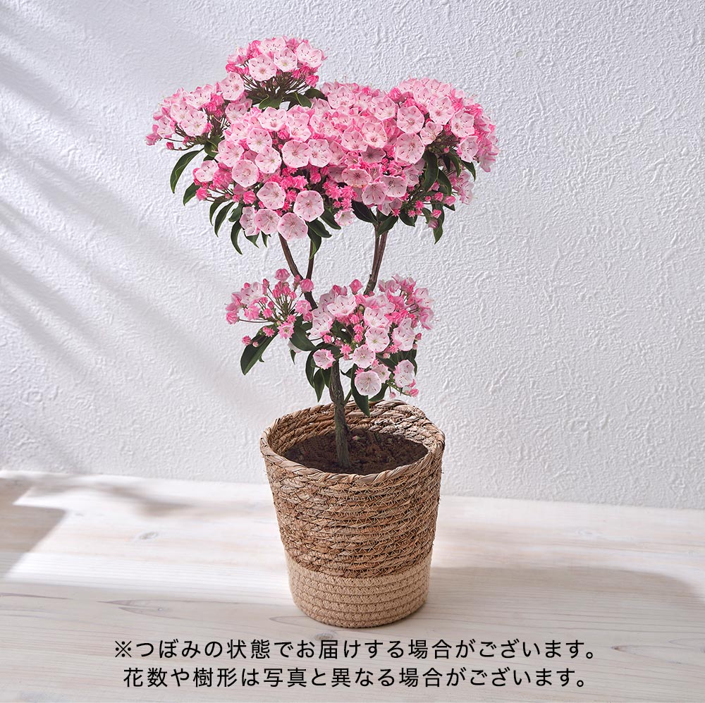 母の日 カルミア5号