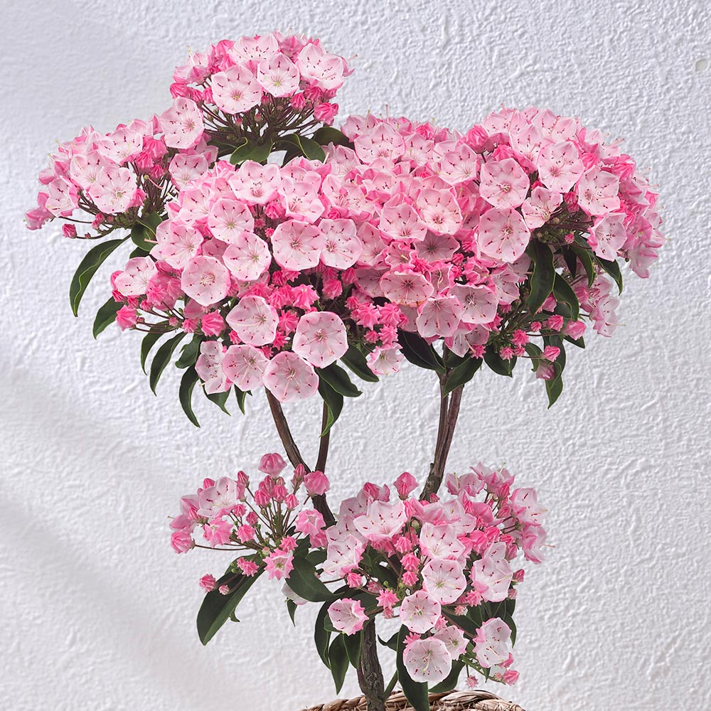 母の日 カルミア5号