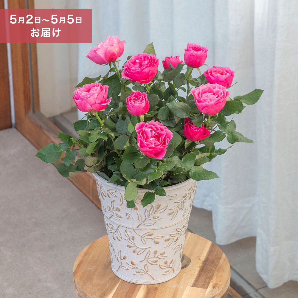 母の日 【5/2-5/5 お届け限定】大西 隆コレクション ミニバラ「マッジョーレ」