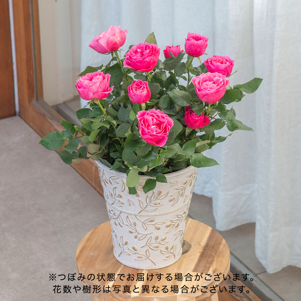 母の日 【5/2-5/5 お届け限定】大西 隆コレクション ミニバラ「マッジョーレ」