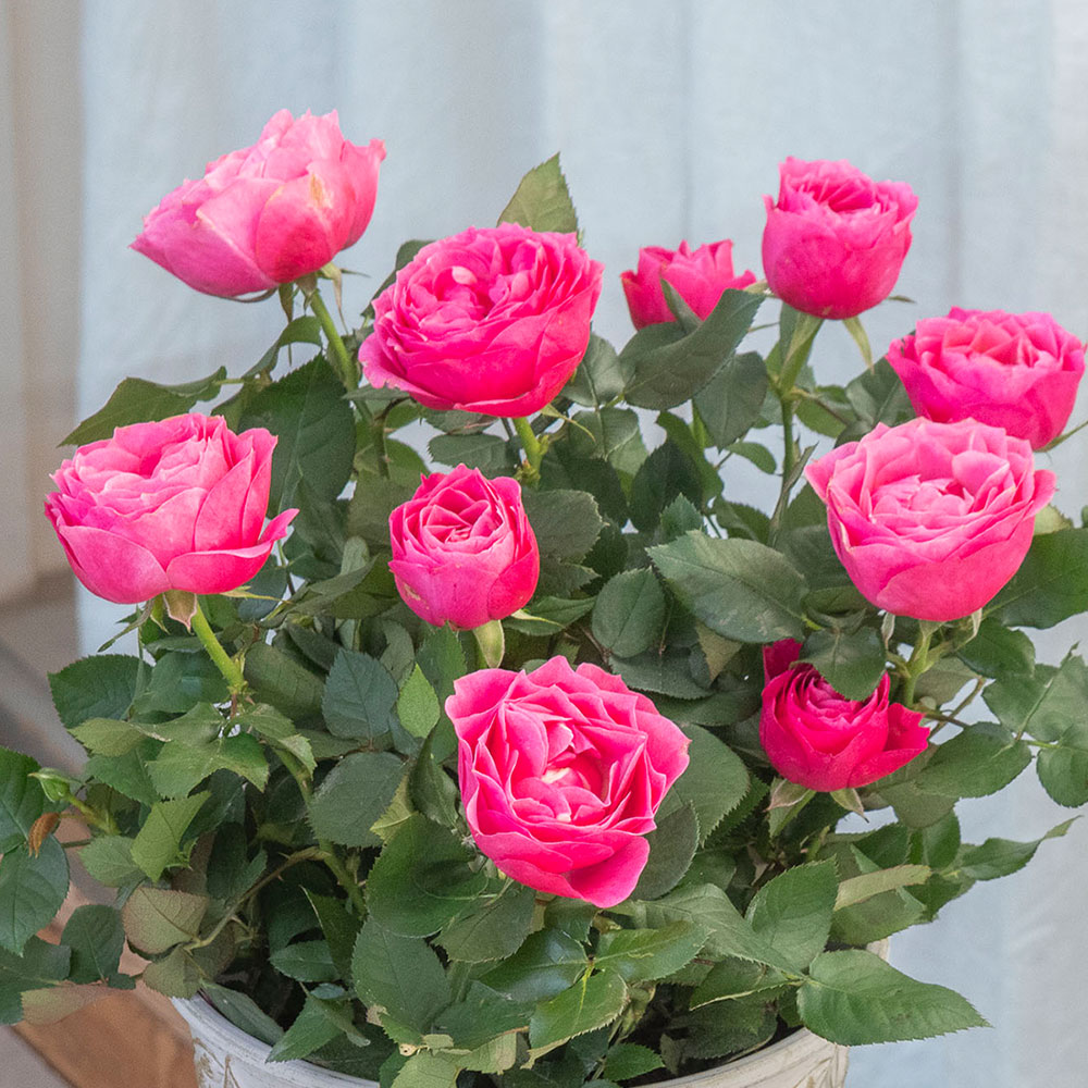 母の日 【5/2-5/5 お届け限定】大西 隆コレクション ミニバラ「マッジョーレ」