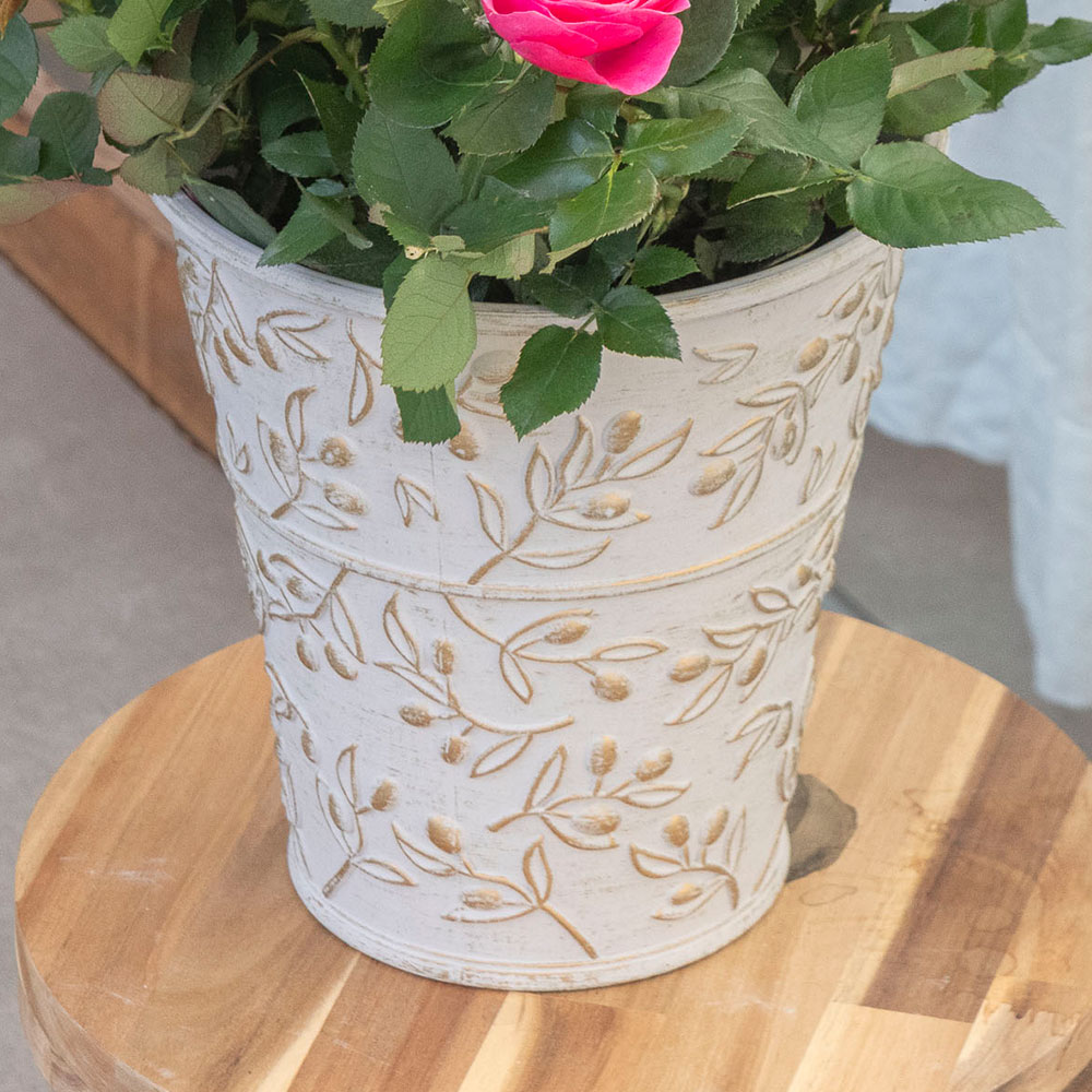 母の日 【5/2-5/5 お届け限定】大西 隆コレクション ミニバラ「マッジョーレ」