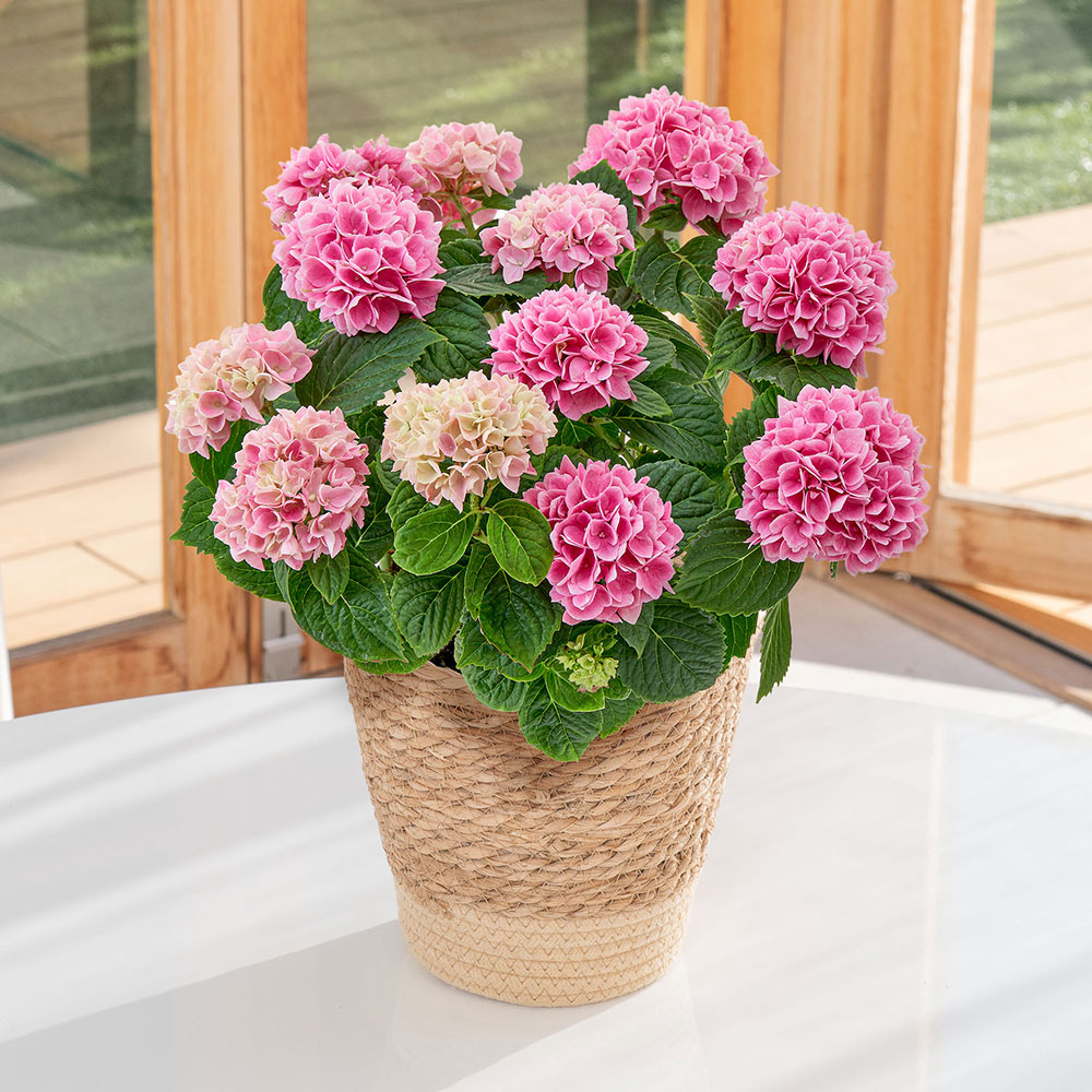 母の日 アジサイ「茜雲」