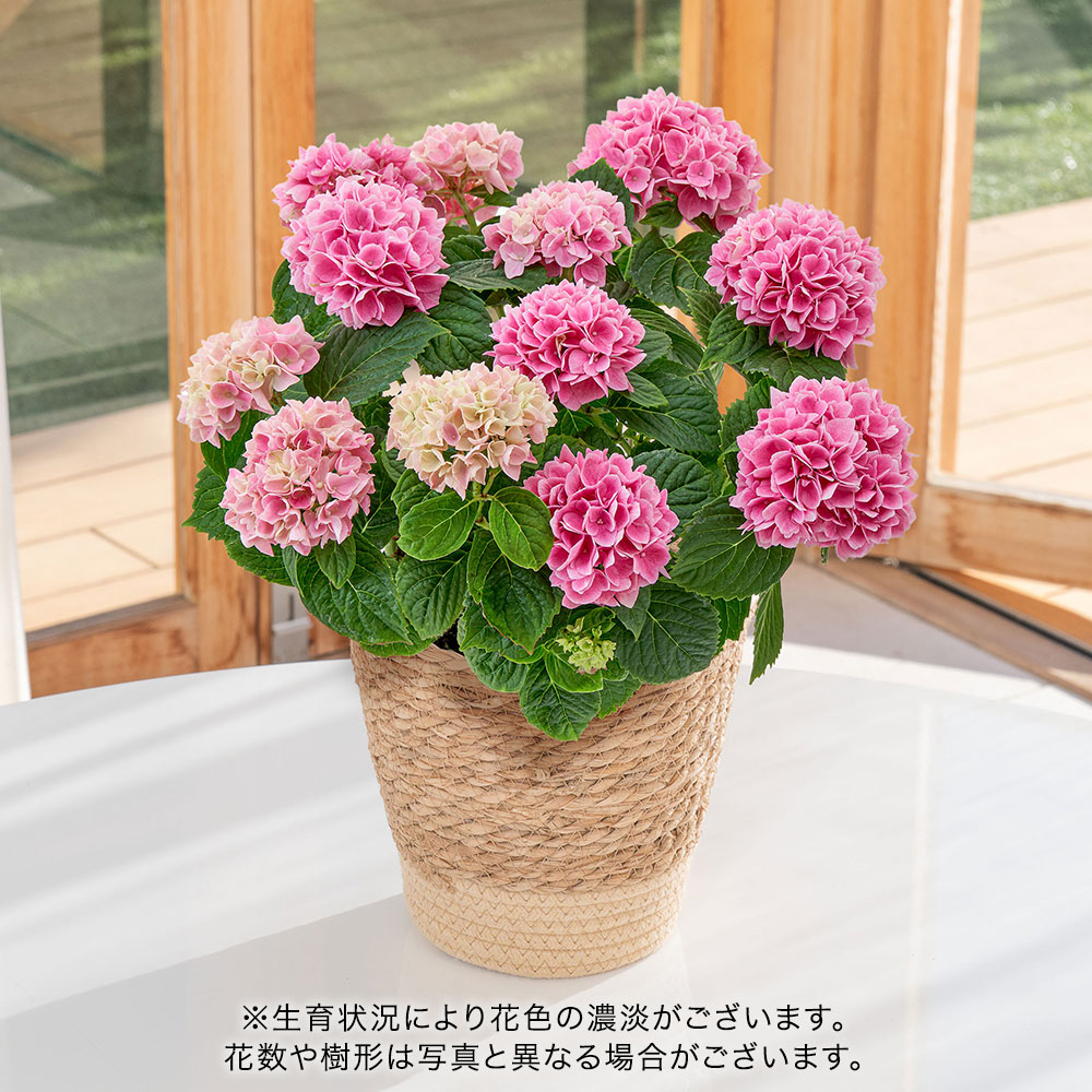 母の日 アジサイ「茜雲」