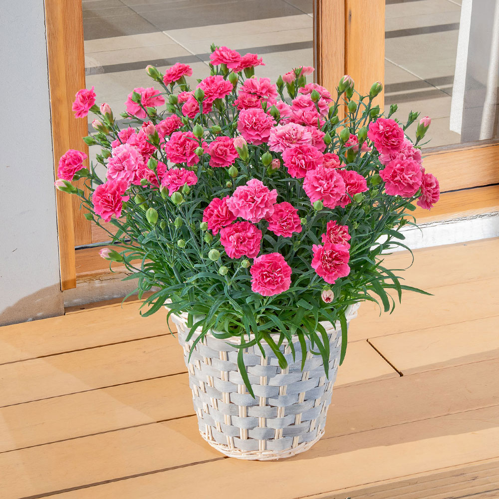 母の日 カーネーション（ピンク系）7号