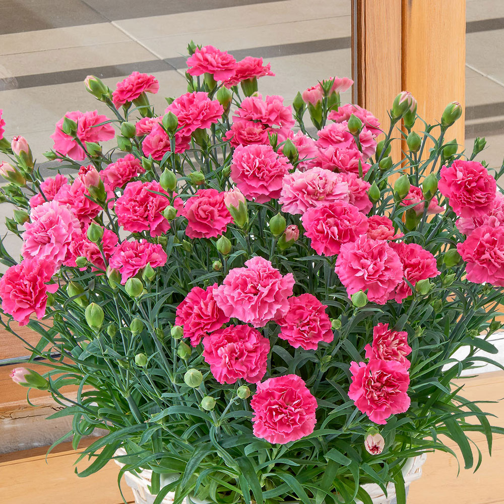 母の日 カーネーション（ピンク系）7号