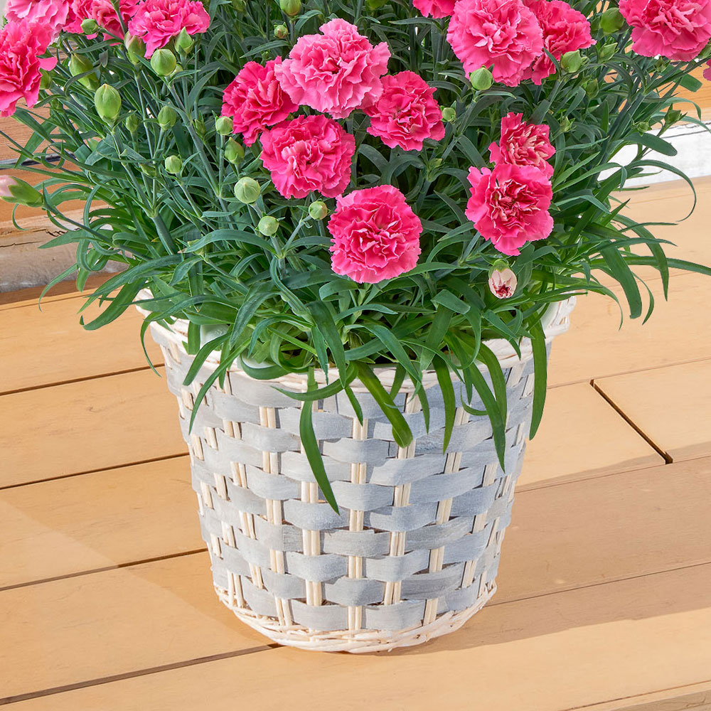 母の日 カーネーション（ピンク系）7号