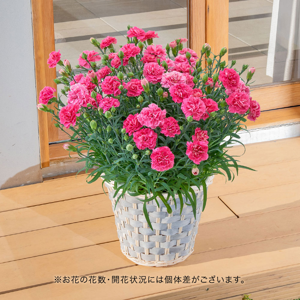 【母の日まだ間に合う！】カーネーション（ピンク系）7号