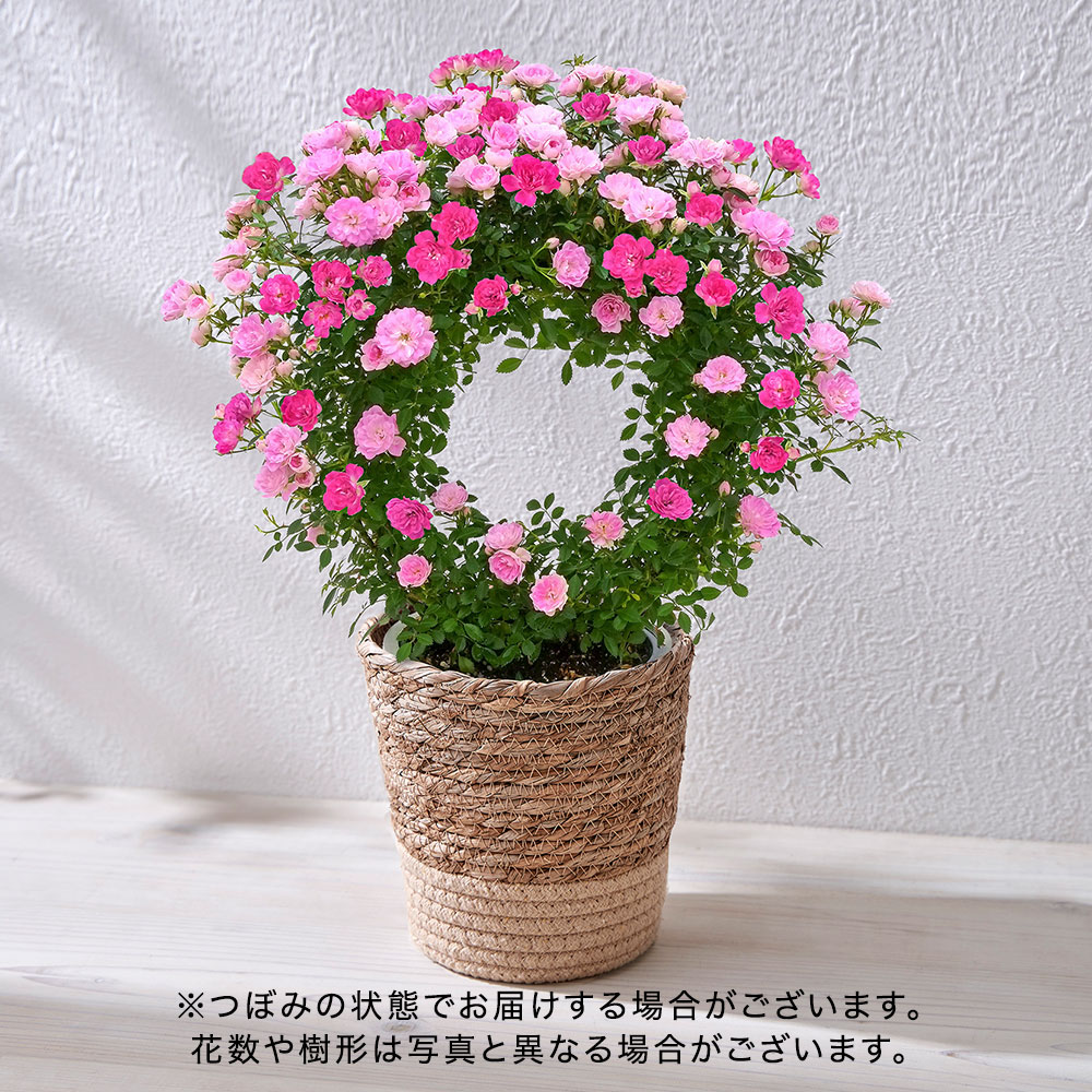 母の日 つるバラ（ピンク2色）リング仕立
