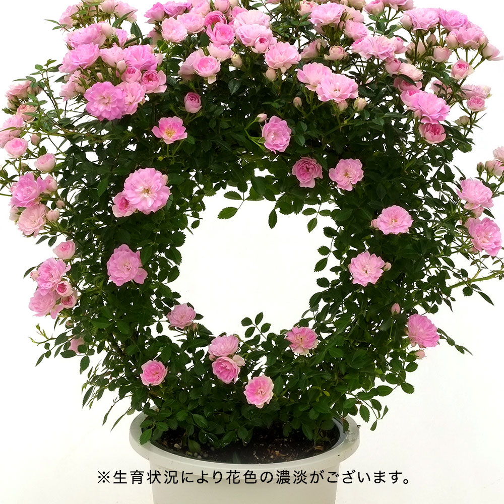 母の日 つるバラ（ピンク2色）リング仕立