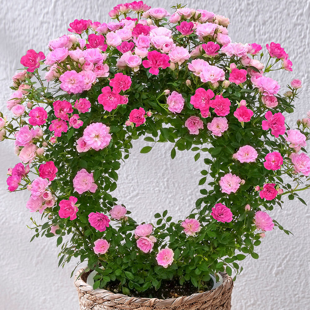 母の日 つるバラ（ピンク2色）リング仕立