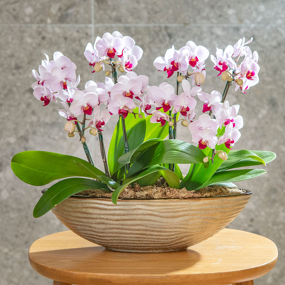 母の日 ミディ胡蝶蘭「リトルジェム」