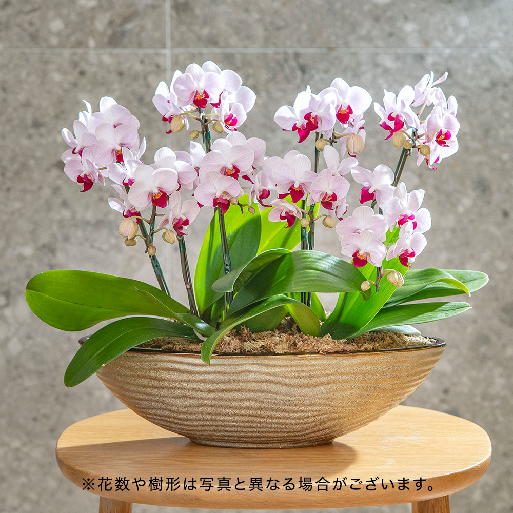 母の日 ミディ胡蝶蘭「リトルジェム」