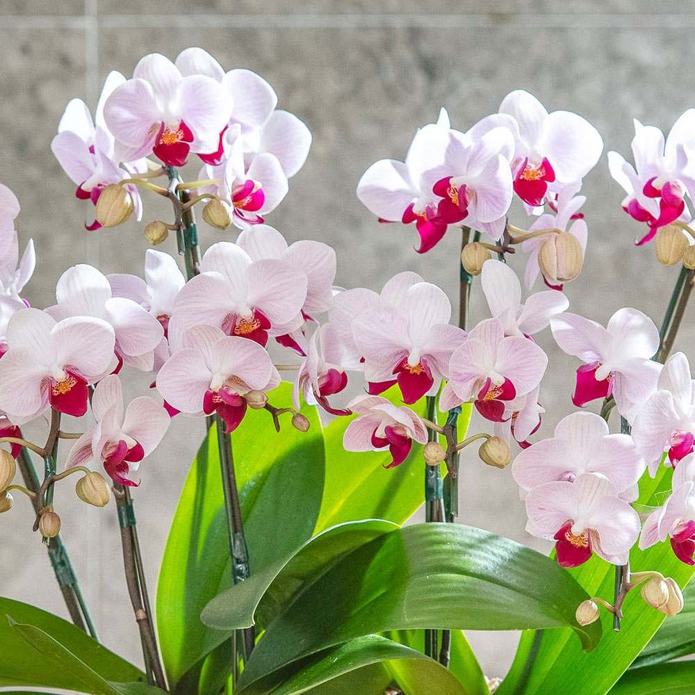 母の日 ミディ胡蝶蘭「リトルジェム」