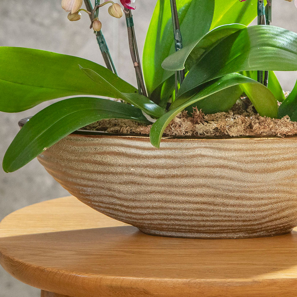 母の日 ミディ胡蝶蘭「リトルジェム」