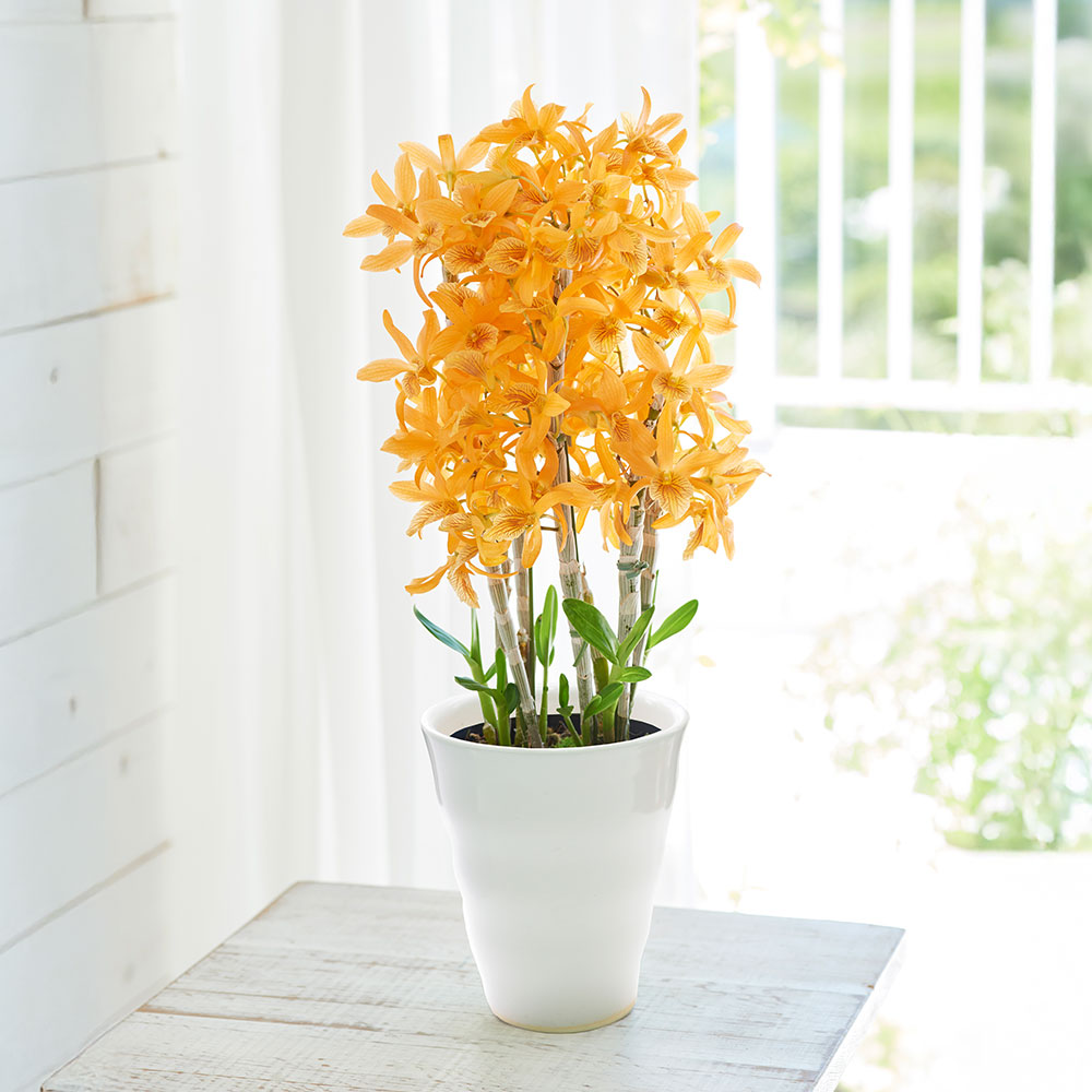 母の日 デンドロビウム「ファイヤーバード」